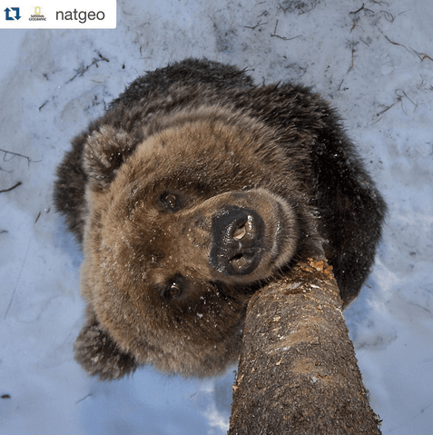 "Este sí es un selfie steak", publicó el cantante español acompañado de esta tierna foto en la que se ve a un osote mirando fijamente a la cámara.