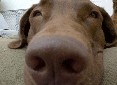 ¿Y esa cara de flojera? Es ni más ni menos que el perro de Enrique Iglesias. A este pobre perrito cachetón lo levantaron muy temprano.