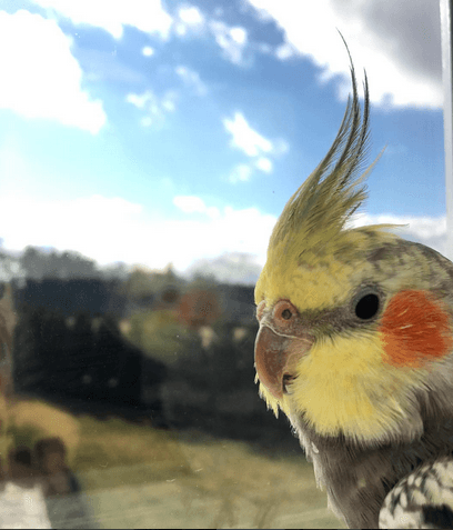 El pequeño Pikachu prefirió quedarse quieto a tomar el sol, mientras su querida mamá Thali se divierte con sus peques.