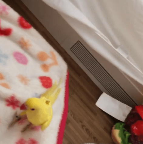 Como era de esperarse a la nueva residencia se llevaron hasta al perico.