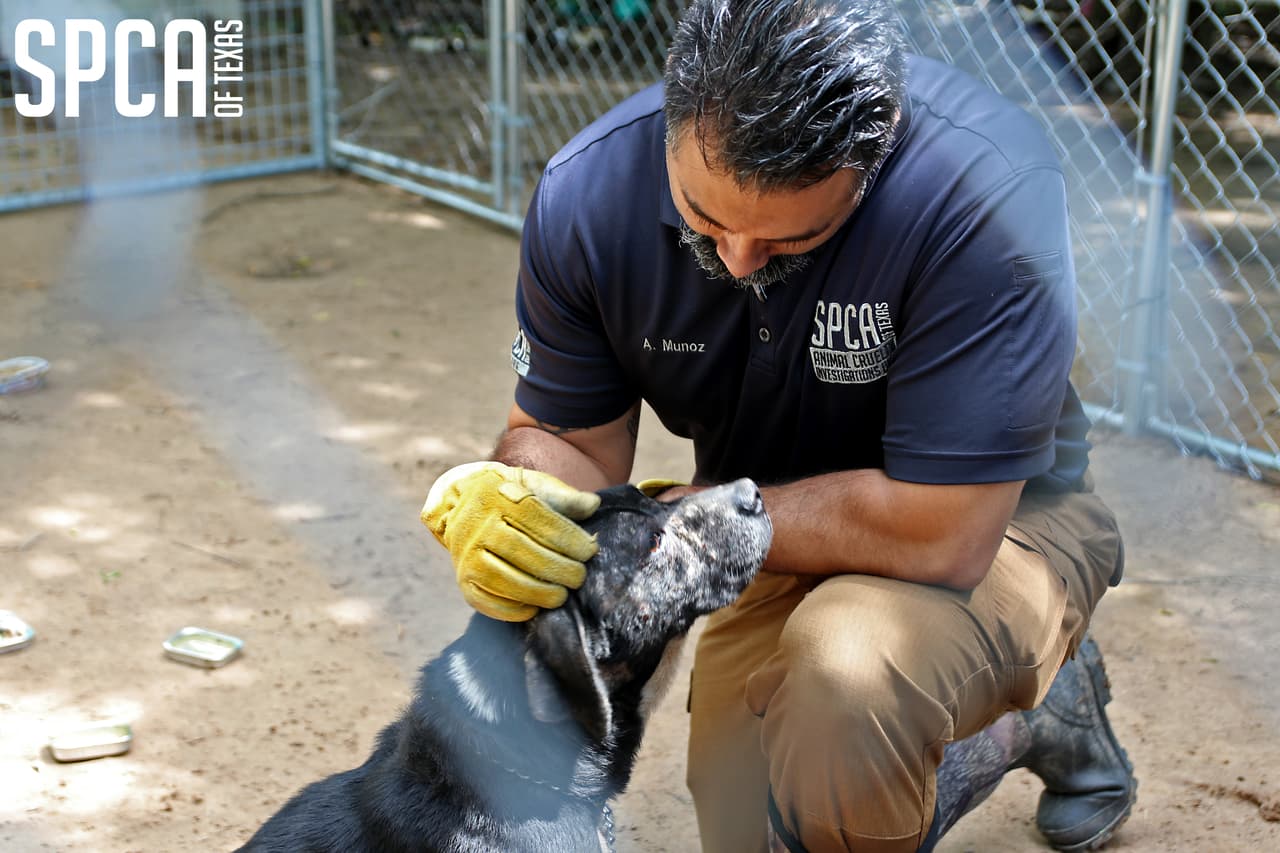 Se encontraron varias aves muertas dentro de jaulas sucias en la sala de estar.