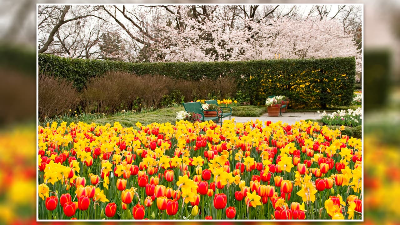 <b>Dallas Arboretum and Botanical Garden</b>: Una experiencia llena de colores brillantes, el lugar ideal para que los niños se diviertan entre 
<b>jardines con lagos, estanques, esculturas y miles de flores</b>. 
<br>💰 
<b>El costo de las entradas para este jardín botánico varía </b>según la época del año y los eventos adicionales que se celebran en el sitio, 
<a href="https://reservations.dallasarboretum.org/Info.aspx?EventID=136#_ga=2.217196054.1845942164.1682265151-1003131019.1682265151" target="_blank">puedes entrar haciendo clic aquí para conseguir toda la información y hacer reservaciones</a>. 
<br>📆 Abre todos los días de 9 de la mañana a 5 de la tarde. 
<br>📍 8525 Garland Rd.