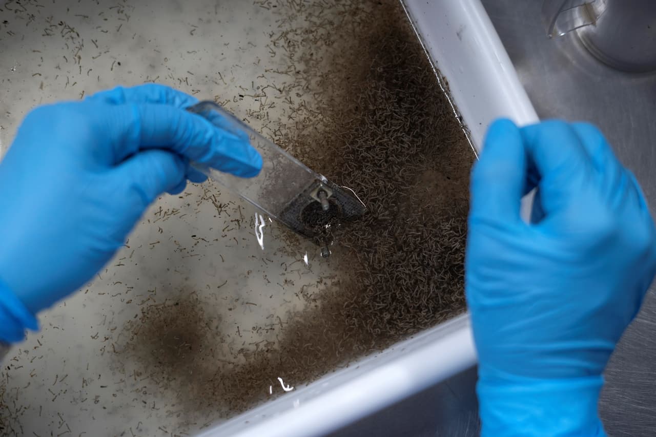 Casos de Malaria adquiridos en Florida: En total se han reportado 7 casos de Malaria en el 2023.