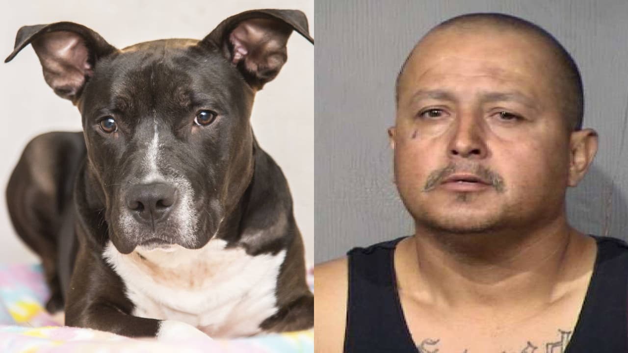 Arrestan a un hombre por dejar a un perro con una costilla rota y lengua perforada