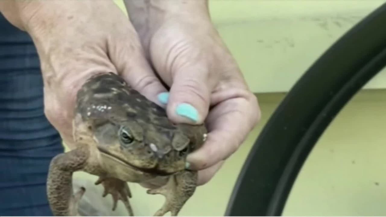 Preste atención si tiene mascotas: invasión de sapos venenosos en Broward podría matar a sus perros