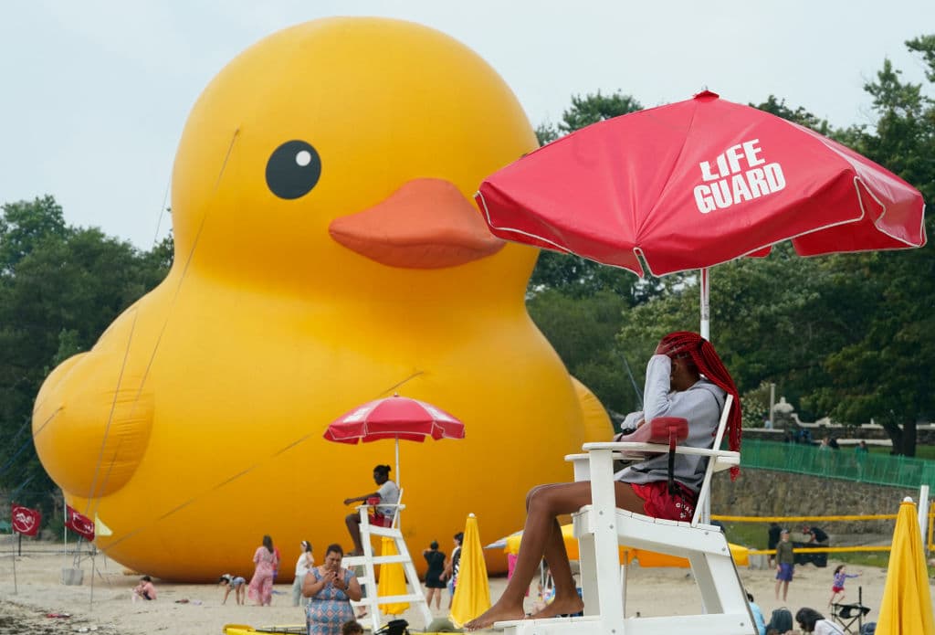 Se informó que antes de llegar a Rye, "Mama Duck" estuvo en California, en Ohio y también en Michigan.