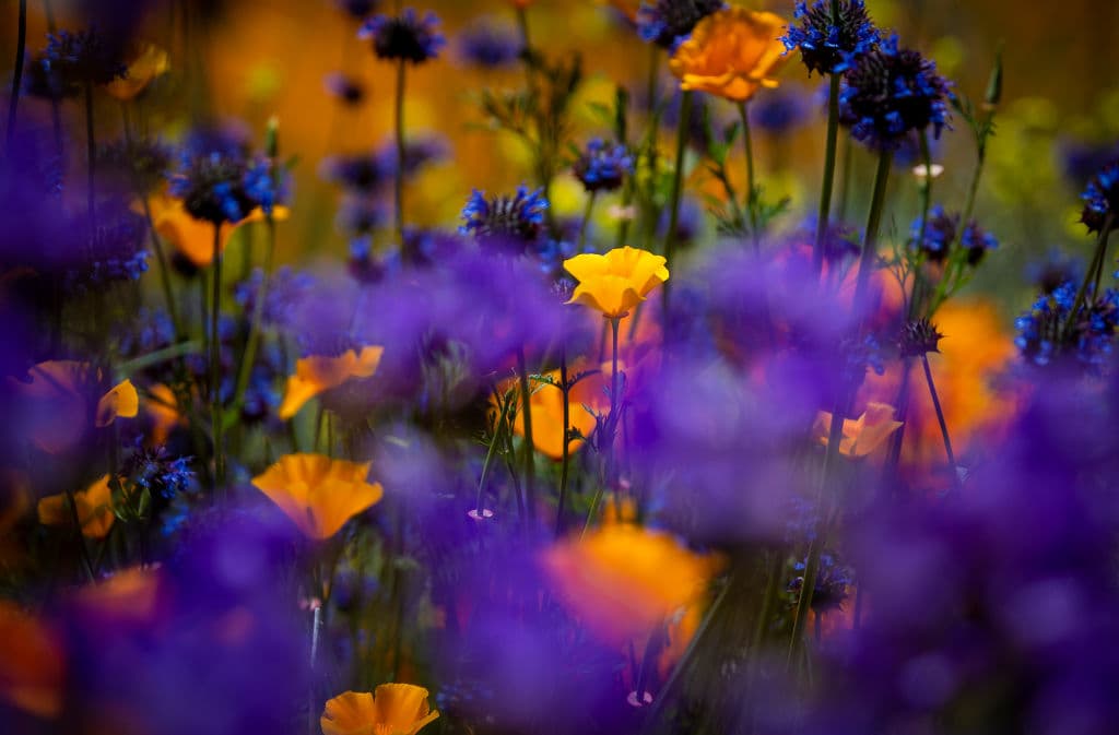 Esta excepcional exhibición de la naturaleza promete ser aún mejor este próximo fin de semana.
