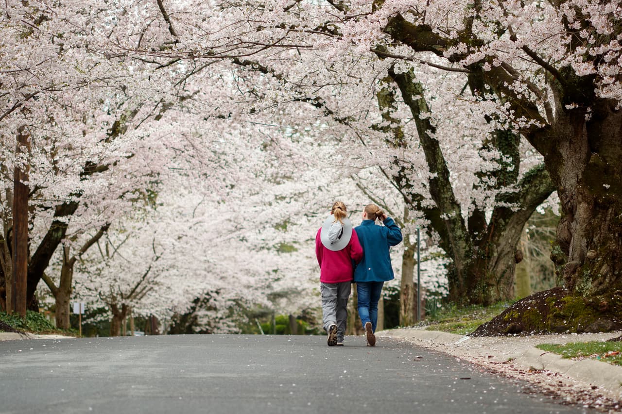 También alargamiento del pedúnculo, pétalos blancos esponjosos y florecimiento máximo.