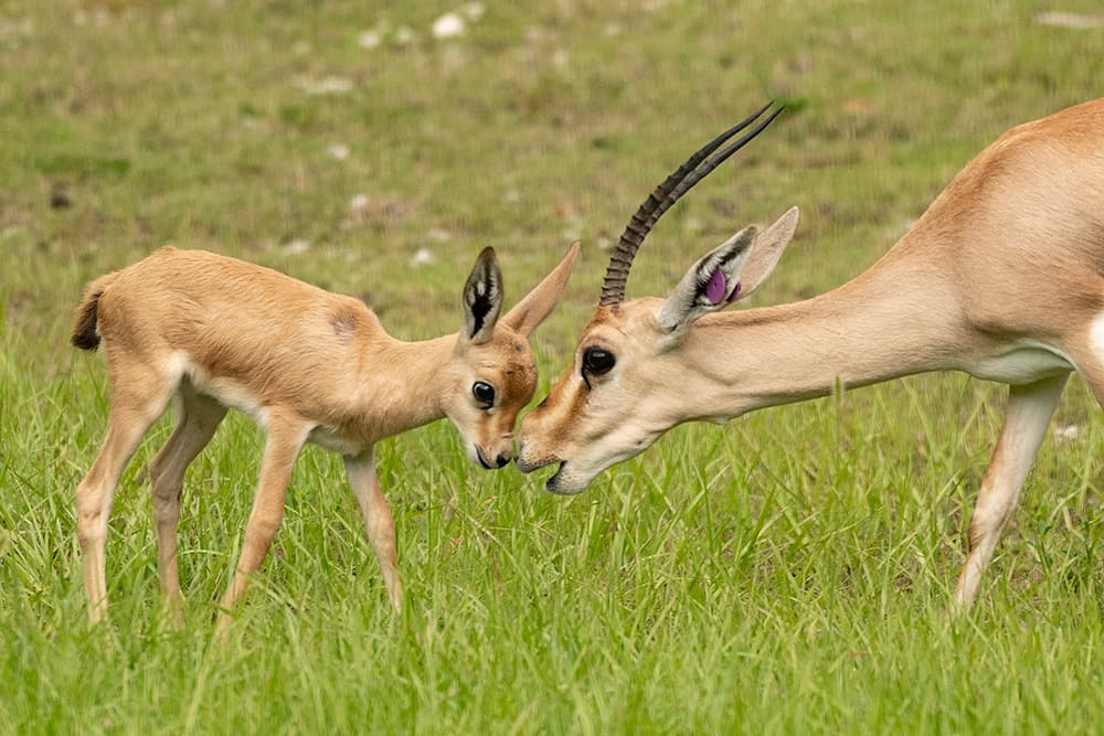 Bubba tiene patas muy largas y cuernos esbeltos, dijeron en el zoológico.