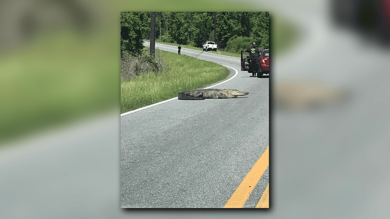 Un caimán bloqueó temporalmente el paso por Joe Tamplin Industrial Boulevard, en Macon, Georgia agentes de la oficina de Control de Animales del condado de Bibb, lograron sacar al reptil de la vía y fue trasladado a su hábitat natural en Bond Swamp National Wildlife Refuge en Macon.