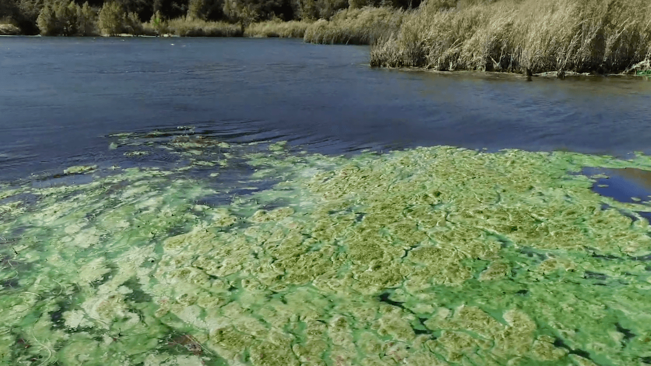 Estas toxinas también pueden acumularse en peces y mariscos a niveles que representan amenazas para las personas y la vida silvestre. Por lo que las autoridades insisten a los visitantes de lagos, ríos y embalses de la región estar pendientes de los avisos de riesgos en dichos lugares.