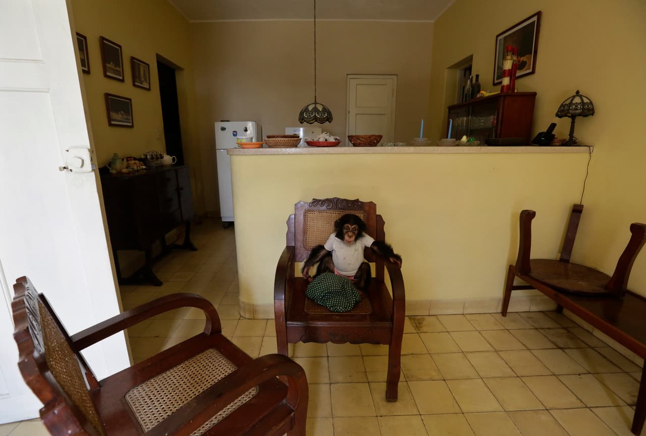 Ada, aged 11 months, sitting obediently in the home where she is being hand raisde in Havana. Feb 27 2017.