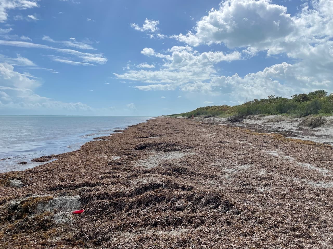 El sargazo aparece con frecuencia en las playas del sur de Florida. En esta foto, sargazo en la playa de Cabo Florida en Key Biscayne, 5 de febrero de 2023.