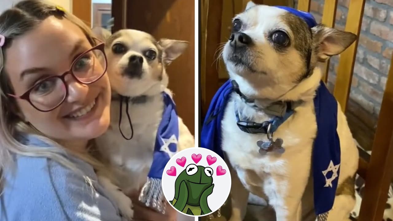 Perrita cumple 13 años y le hacen un Bar Mitzvá: su original celebración se viralizó en TikTok