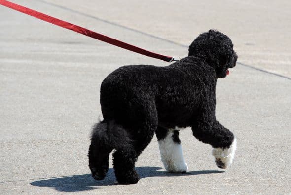 Llegó a la familia teniendo apenas seis meses de nacido.