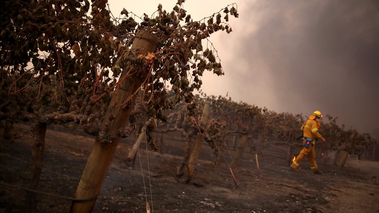 La zona de viñedos de California prevé pérdidas millonarias a causa de los incendios forestales en el condado de Sonoma.