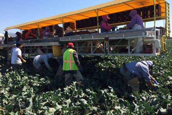 Campesinos cosechan brócoli en California.
