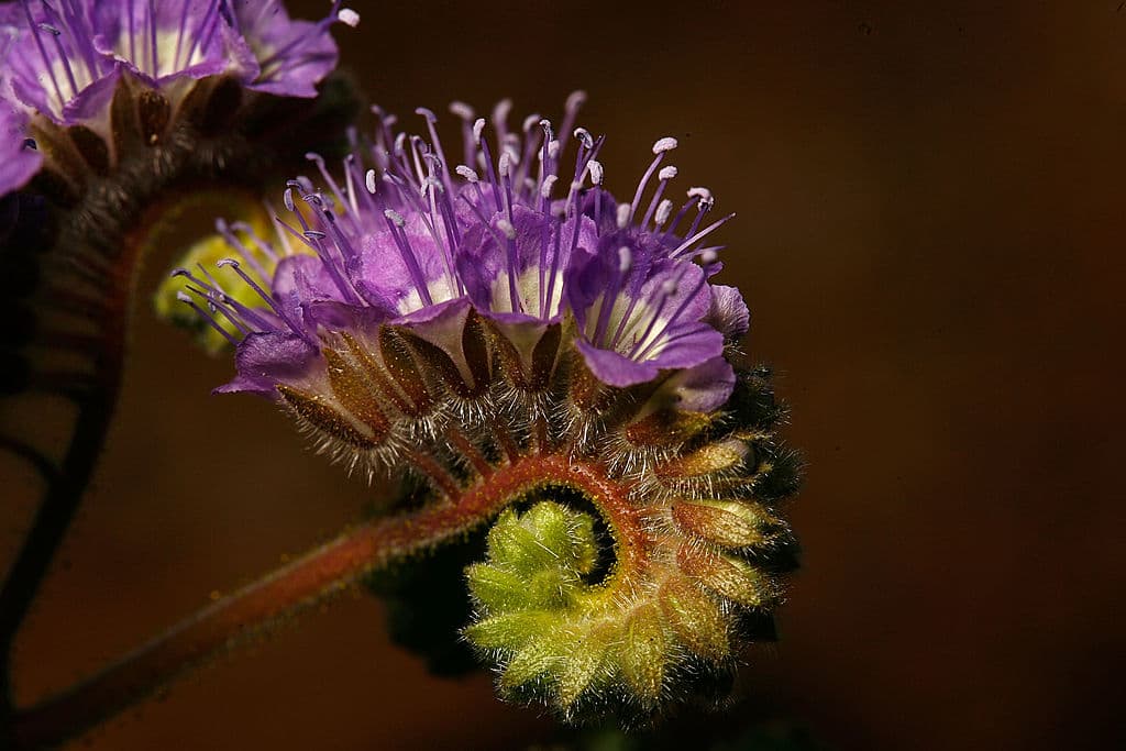 AMBOY, CA - FEBRUARY 29: Wildflowers begin the annual desert bloom at sunrise inside Amboy Crater National Natural Landmark as a near-normal rain season follows a near-record dry season that lead to a wave of massive wildfires across southern California in 2007, on February 29, 2008 near Amboy, California. Weather experts are saying that it would take years of above-normal rainfall to refill the shrinking reservoirs of the West and to recover from a drought that has plagued western states since the end of the 1990s. Very few wildflowers were seen in California deserts in 2007. Amboy Crater is a symmetrically-shaped cinder cone near Mojave National Preserve in one of the youngest volcanic fields in the nation. The last eruption period occurred 500 years ago. (Photo by David McNew/Getty Images)