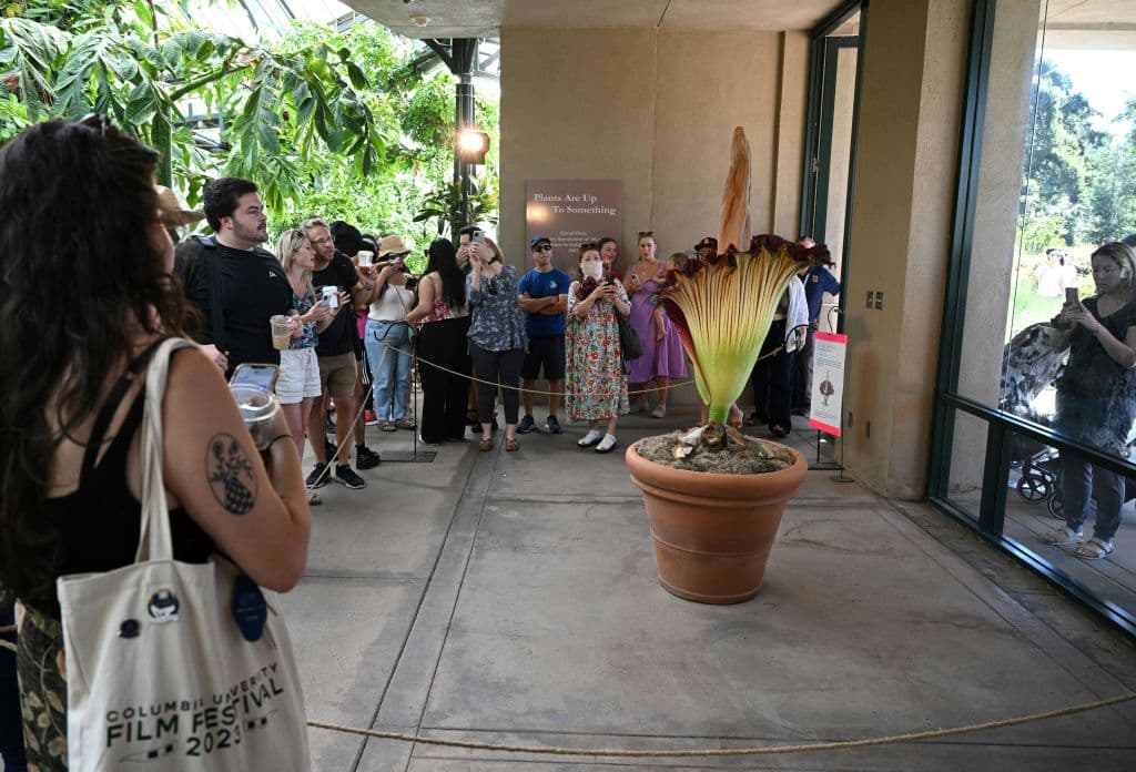 Los boletos de entrada al Huntington Library, con acceso al Jardín Botánico donde está la flor cadáver, ya están agotados para el martes 29 de agosto.