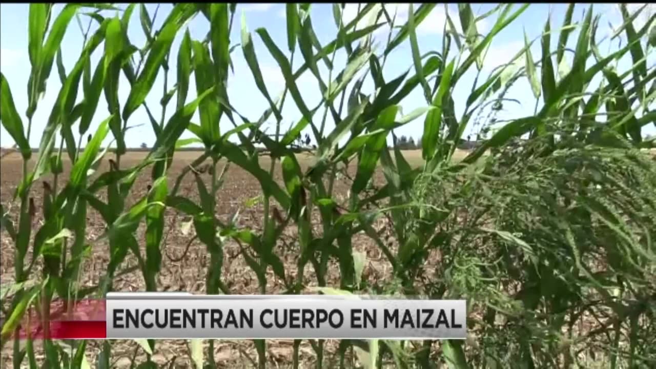 Encuentran cuerpo en maizal
