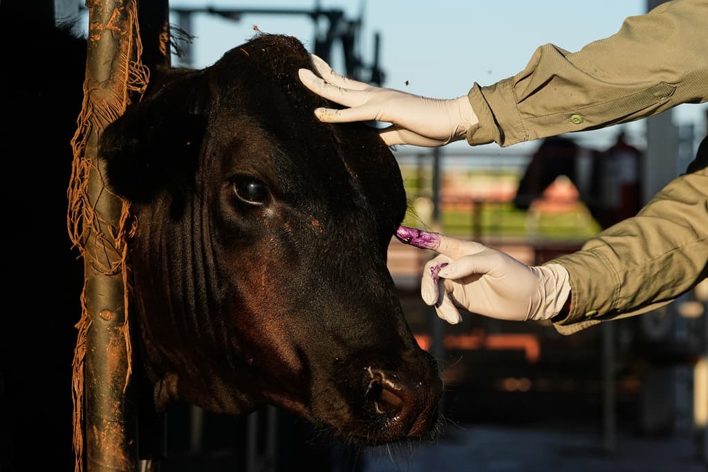 Un veterinario aplica antibióticos en el ojo lesionado de un ternero durante una inspección para su exportación a Estados Unidos, en una asociación regional de ganaderos en Hermosillo, México, el martes 18 de agosto de 2026. (AP Foto/Fernando Llano)