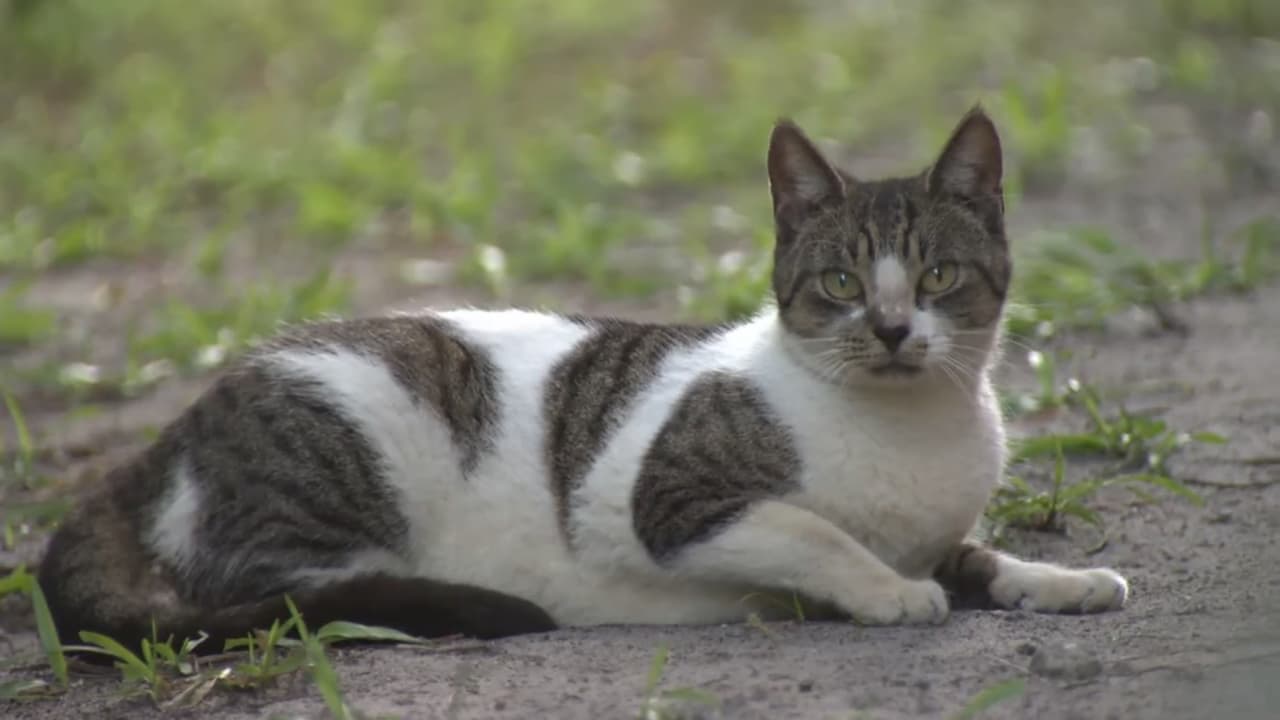 Después tienen que llevarlos al mismo lugar donde los encontraron.