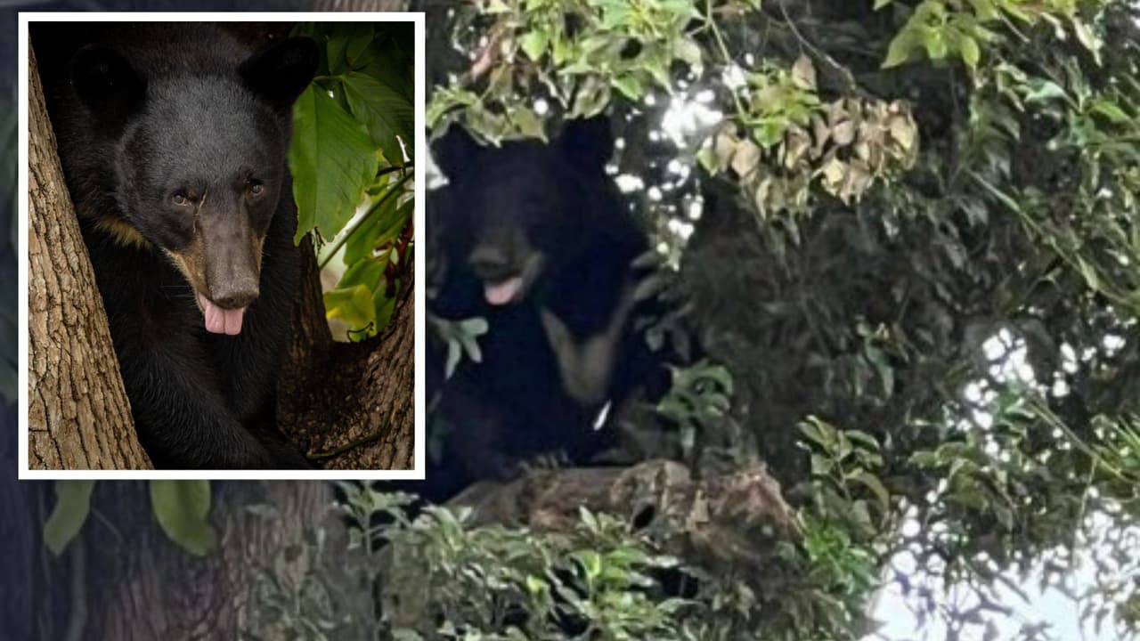 Reportan la presencia de un oso en esta área de Orlando, piden alejarse de él
