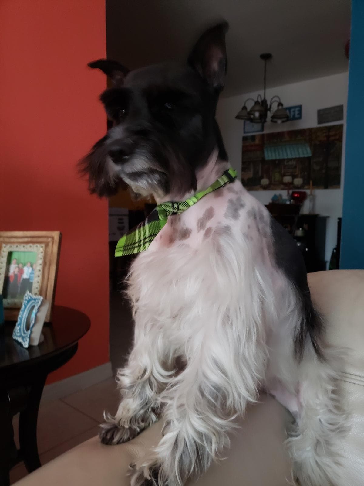 Ana María Restrepo nos presenta a “su muñeco” Troy, un Schnauzer muy querido.