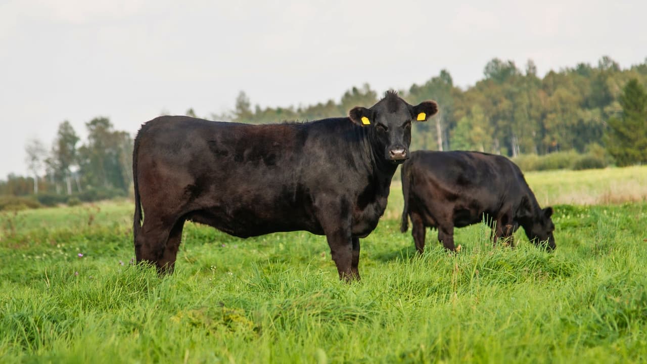 <h3 class="cms-H3-H3">Exportaciones de Texas a China</h3>
<br>
<b>Carne de res y productos agrícolas: </b>Texas exporta una gran cantidad de carne de res a China, que es uno de los mayores mercados para estos productos. Aunque las tarifas impuestas a China afectan principalmente las importaciones, las medidas de represalia pueden hacer que 
<b>las exportaciones de carne se vean reducidas, afectando a la industria ganadera texana.</b>