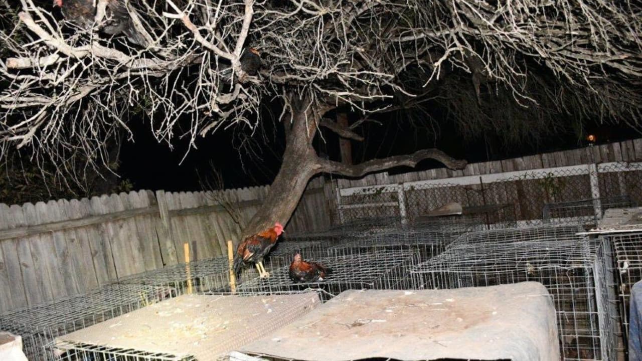 Durante una inspección más detallada del lugar, los agentes encontraron 
<b>un ave muerta</b> y otra con lesiones compatibles con peleas de gallos. 
<br>
<br>Estos hallazgos reforzaron la hipótesis de que
<b> en la propiedad se realizaban actividades ilegales</b> relacionadas con el maltrato y la explotación de animales.