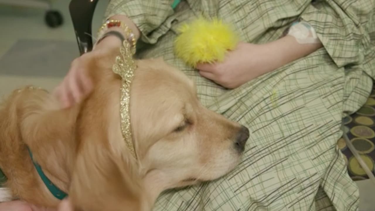 Durante año y medio realizan entrenamiento y se les empiezan a dar funciones en el hospital.