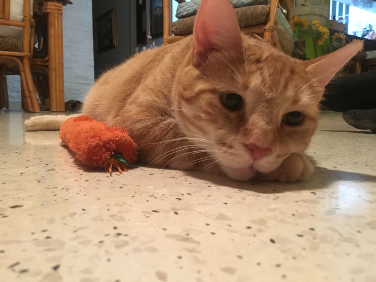 Desarrollan una relación muy afectuosa y se convierten en inseparables. Son los momentos en los que "repiensan su vida", todo un drama. 
<br>