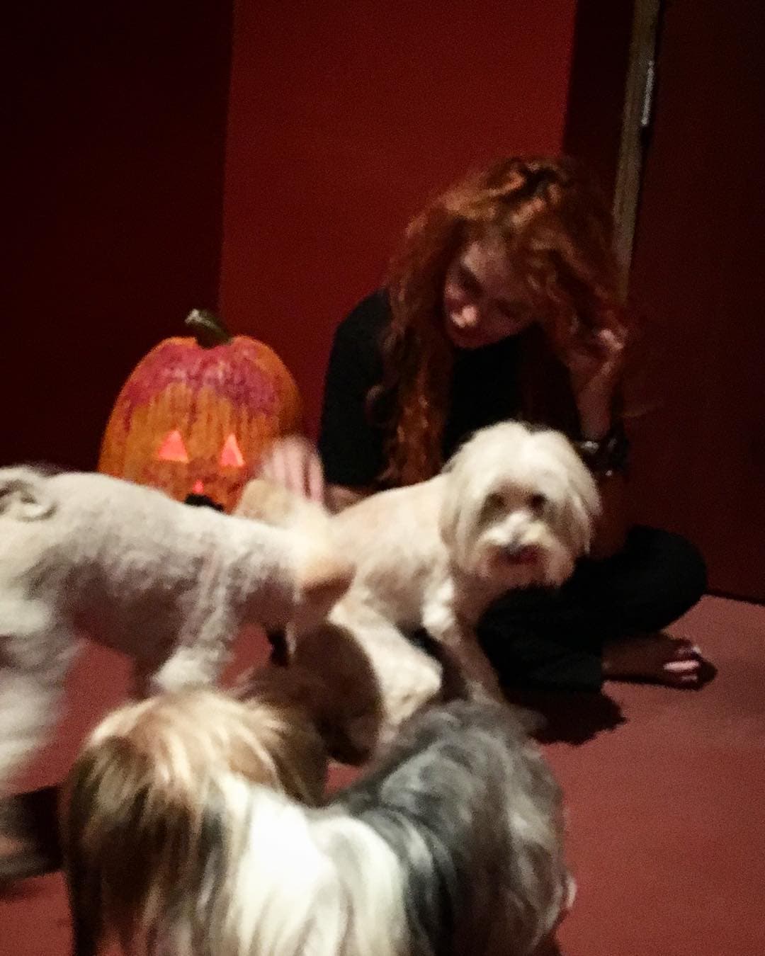 Paulina Rubio adora los perros y tiene tres: Lima, Filipo y Cookie.