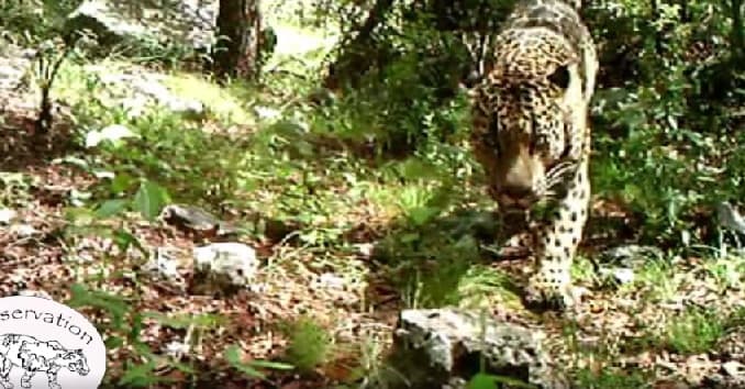 Capturan video del único jaguar salvaje de Estados Unidos