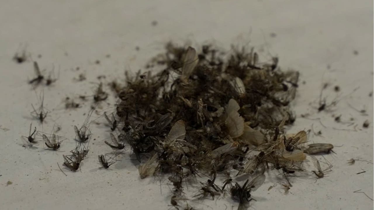 Alerta por dengue: Tres condados activan estado de emergencia ante el aumento de casos