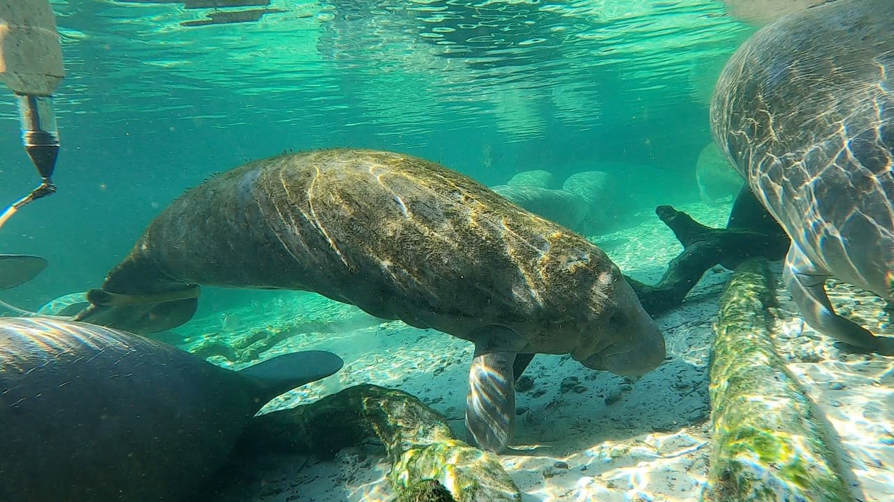 Los manatíes rescatados fueron trasladados a SeaWorld, el Bishop Museum y ZooTampa para recibir cuidados especializados.