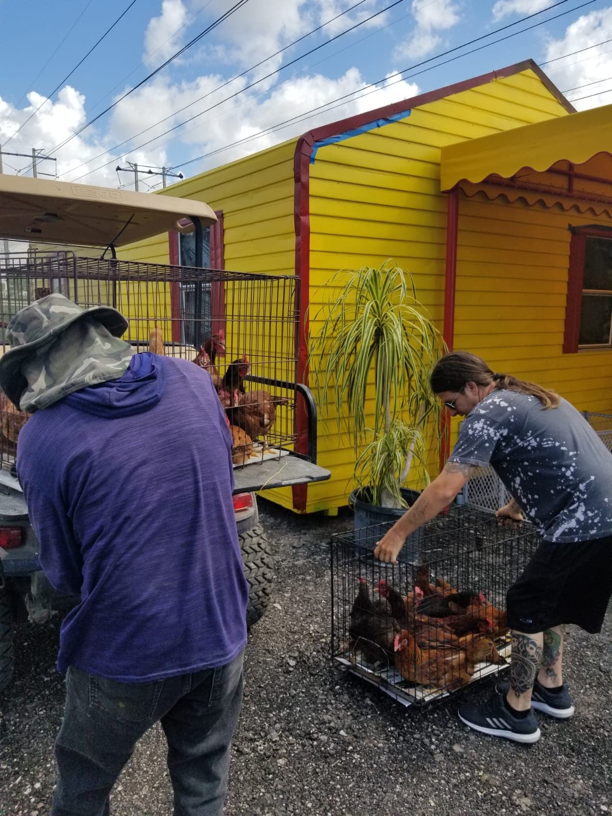 José Antonio reunió a las 50 gallinas donadas en su casa y este domingo se las llevó todas a Lisette hasta su granja.