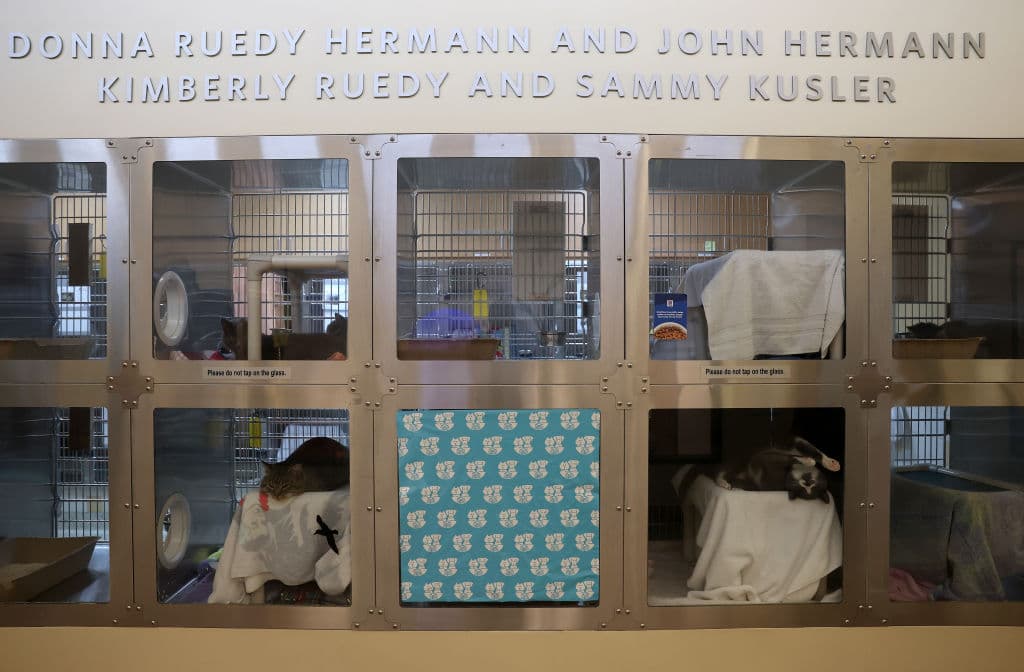 Cientos de mascotas han sido desplazadas por el incendio de Eaton y muchos residentes han tenido que refugiar a sus mascotas en la Pasadena Humane Society.