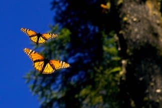 Durante los últimos 20 años, la población de mariposas monarca ha disminuido considerablemente debido a una combinación de factores que incluyen la pérdida de su hábitat y el incremento del uso de pesticidas, según el Consejo de Defensa de los Recursos Naturales ( NRDC por sus siglas en inglés).