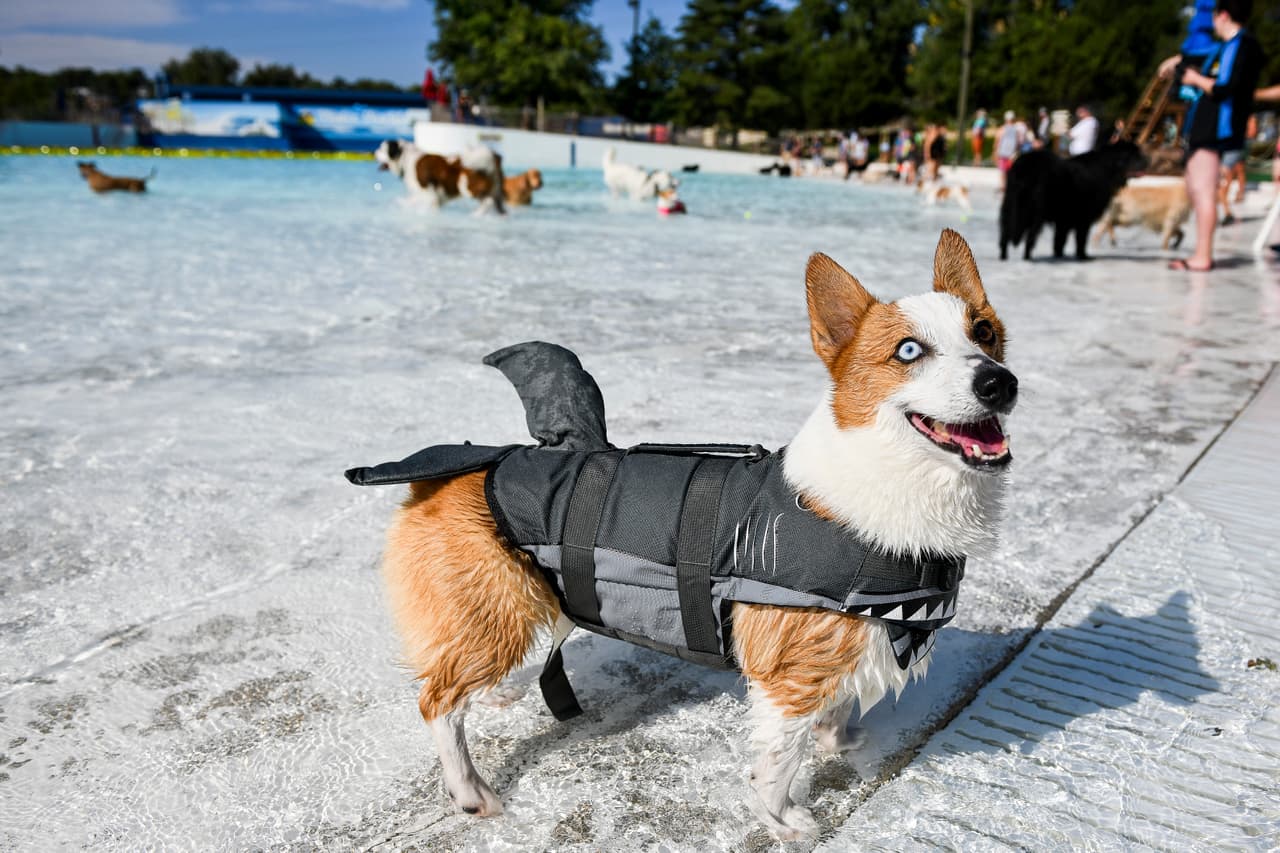 Este corgi se llama Leonardo y visitó el parque equipado con su salvadidas de aleta de tiburón.