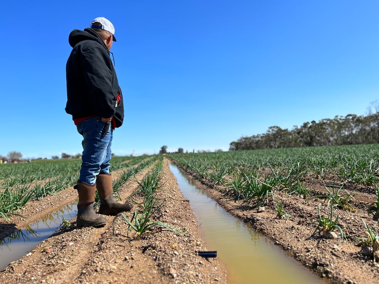 Tormentas invernales causan estragos en el campo y pérdidas de empleo