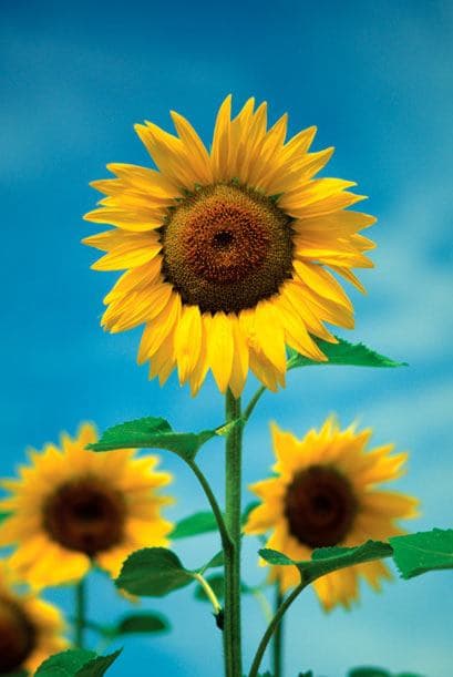 <b>GIRASOL</b>
<br>Se recomienda tener girasoles en la entrada de tu casa porque ahuyentan las malas vibras y atraen buena energía. Traen paz, luz, armonía y buena suerte.