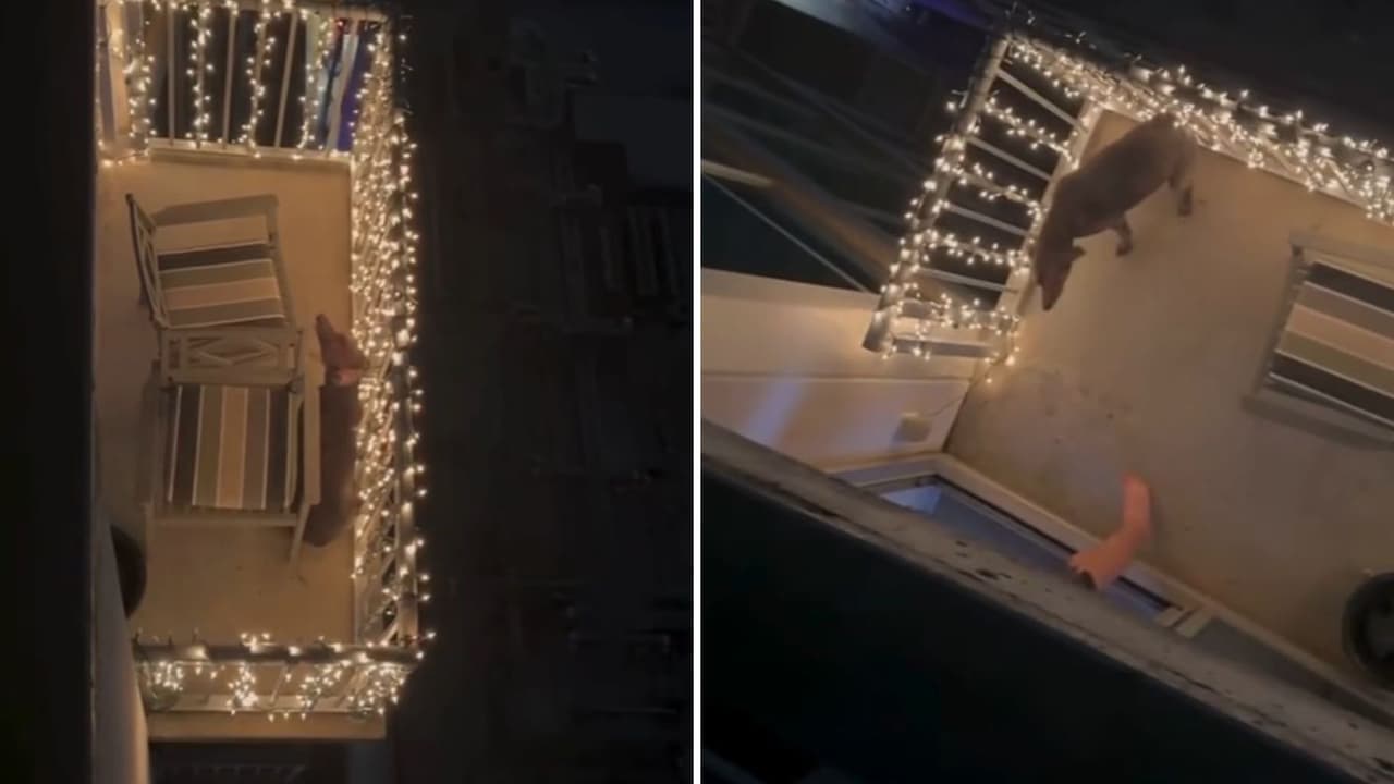 Video viral de presunto maltrato animal en Austin activa investigación policial