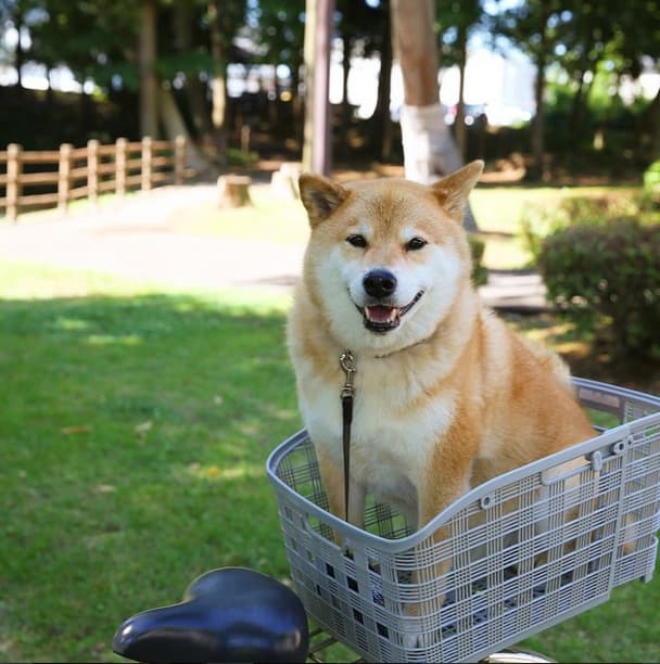 Salir a pasear en bicicleta es una saludable opción.