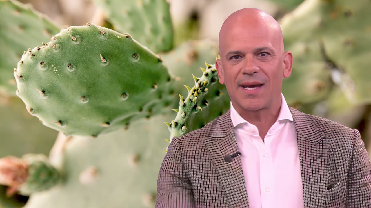 Perder peso y más beneficios del nopal para la salud
