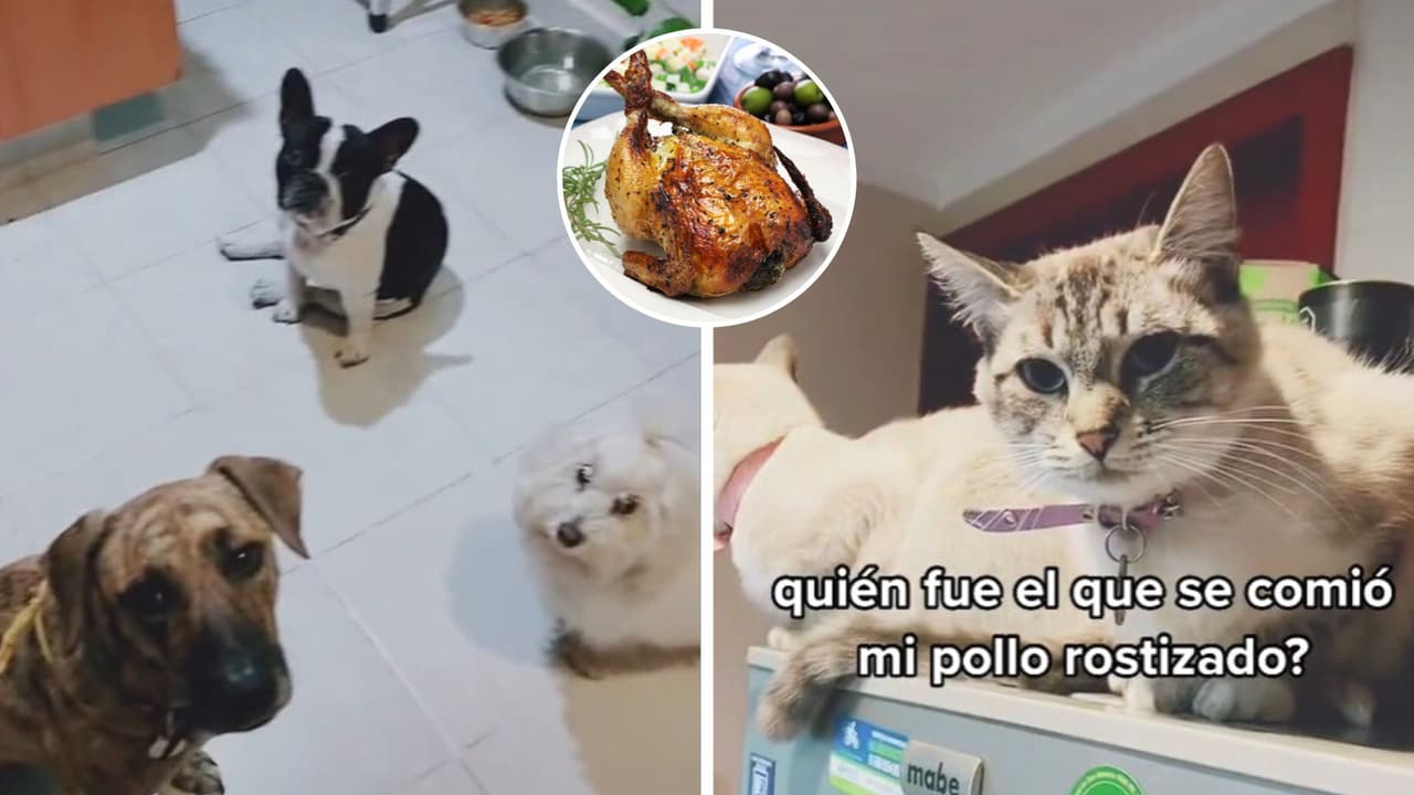 Interroga a sus mascotas por comerse un pollo rostizado entero: ¿Cuál de los 5 es el culpable?