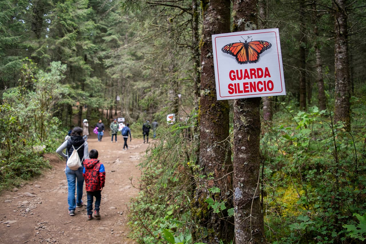 El bosque del núcleo de la Reserva de la Biosfera Mariposa Monarca (RBMM) donde están las principales colonias de hibernación registró entre marzo de 2019 y marzo de 2020 una degradación de 20,26 hectáreas, cuatro veces más que en el mismo periodo entre 2018 y 2019, cuando se degradaron cinco hectáreas.
<br>