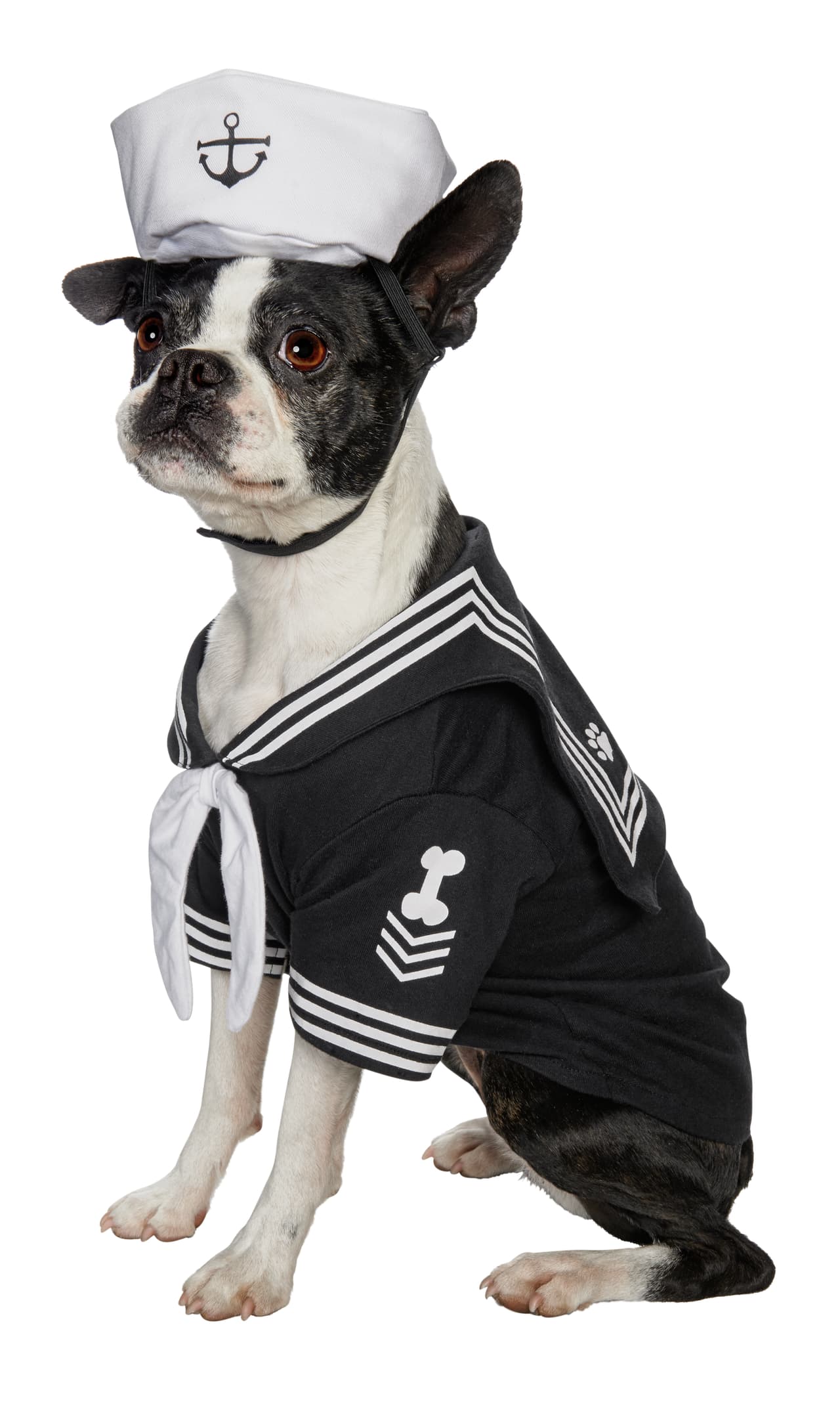 De puerta en puerta tu perrito podría lucir tan espectacular como él.