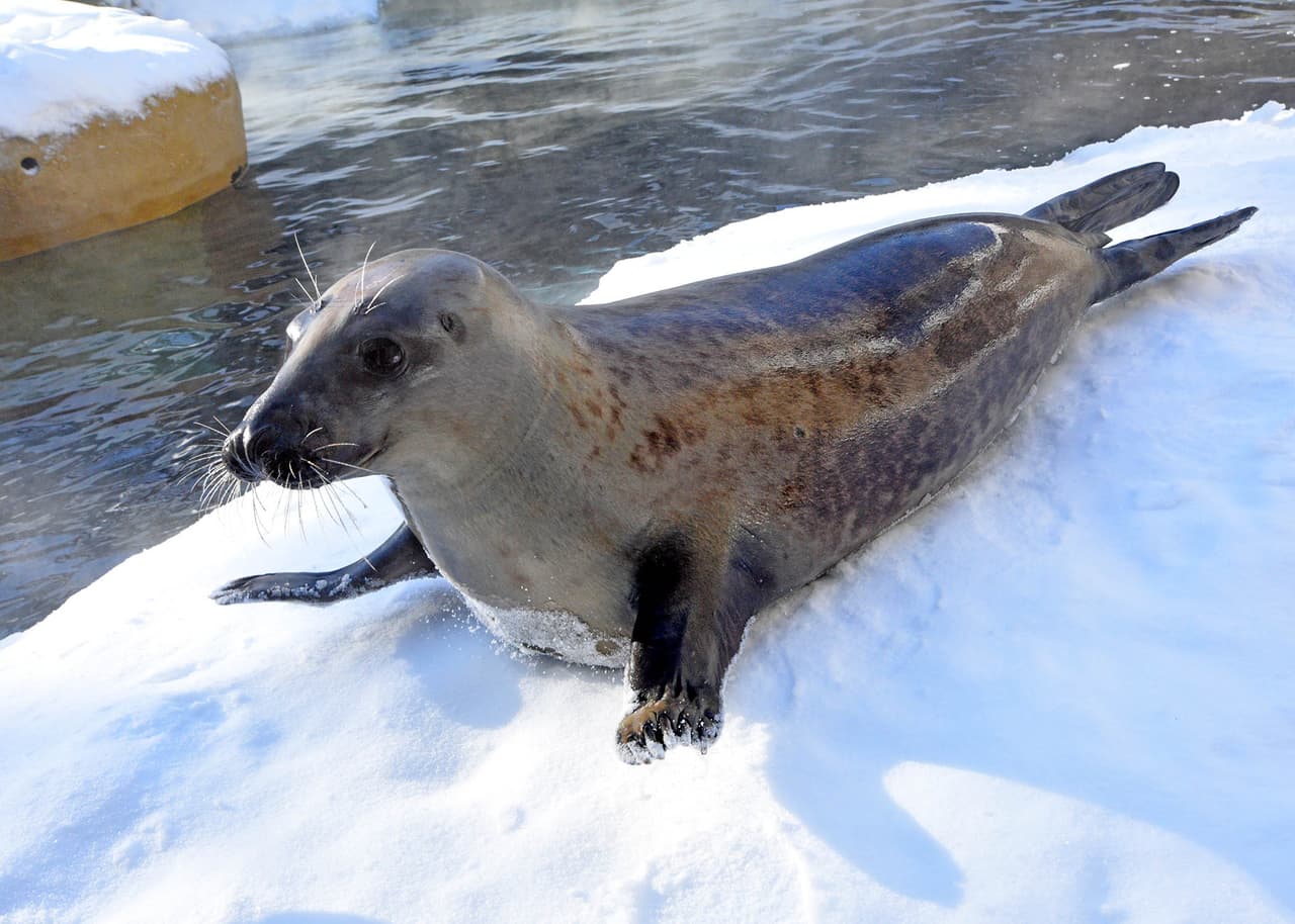 Pero mientras tanto, las fechas en las que los animales se presentarán durante las charlas en directo de las vacaciones de invierno te las compartimpos a continuación.
