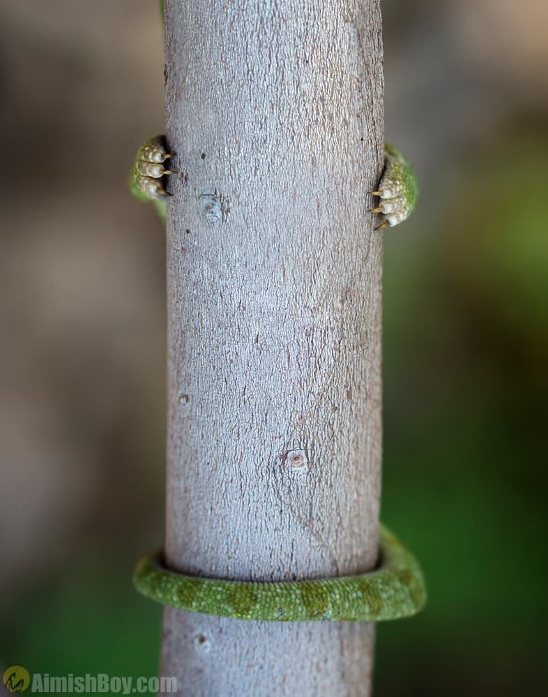 Un camaleón escondiéndose de la manera más curiosa. La foto está tomada en Israel por Nadav Bagim.